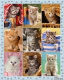 12734 Cat Multipic1 Portrait  